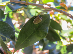 Chinavia erythrocnemis