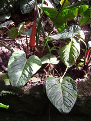 Anthurium hoffmannii