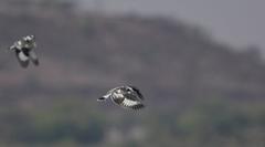 Ceryle rudis leucomelanurus