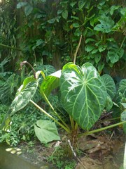 Anthurium magnificum