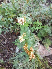 Lespedeza daurica