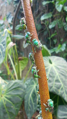 Anthurium magnificum