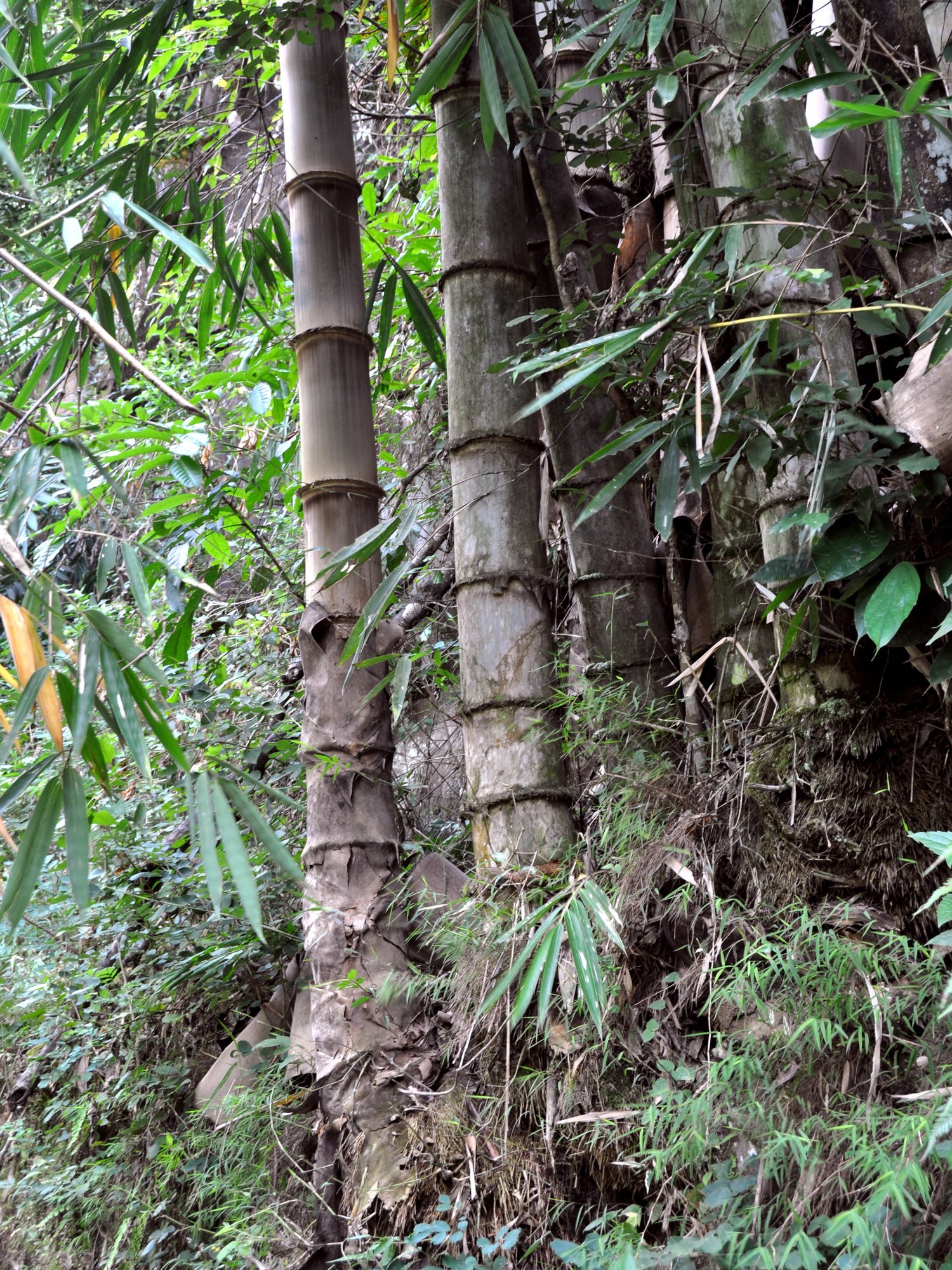 Dendrocalamus asper