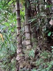 Dragon bamboo