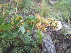 Lespedeza daurica