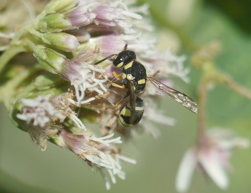 Eustenancistrocerus amadanensis