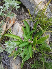 Viola gmeliniana