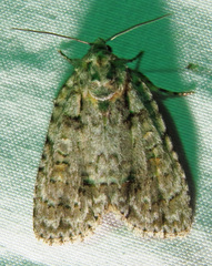 Acronicta spinigera
