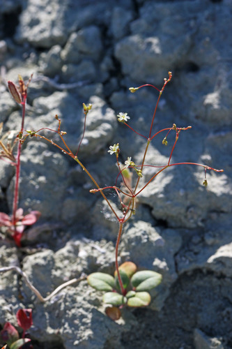 Gordon's buckwheat (Eriogonum gordonii)