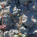 Eriogonum gordonii - Photo (c) Andrey Zharkikh, μερικά δικαιώματα διατηρούνται (CC BY)