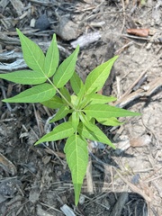 Ailanthus