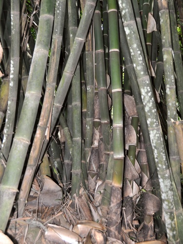 Perrèng kèles (Gigantochloa atter)