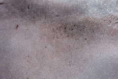 Chlamydomonas nivalis