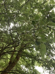 Alnus rohlenae