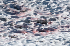 Chlamydomonas nivalis