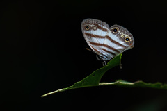 Euptychia mollis