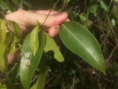 Nectandra coriacea