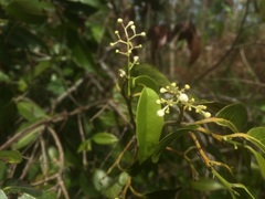 Nectandra coriacea