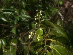 Nectandra coriacea