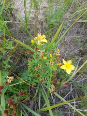 Hypericum attenuatum