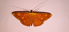 Eumelea biflavata
