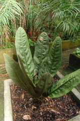 Anthurium superbum