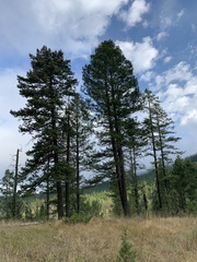 Pseudotsuga menziesii glauca