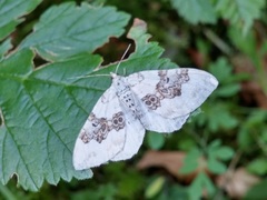 Xanthorhoe montanata