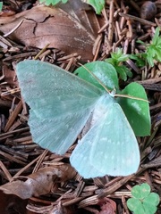 Geometra papilionaria