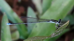 Aciagrion occidentale