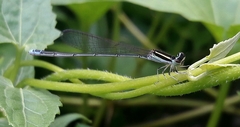 Aciagrion occidentale