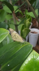 Ascia monuste orseis