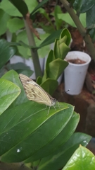 Ascia monuste orseis