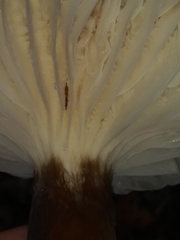 Lactifluus gerardii