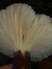 Lactifluus gerardii