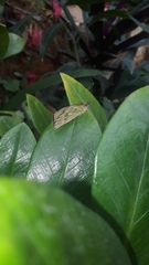 Ascia monuste orseis