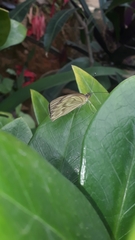 Ascia monuste orseis