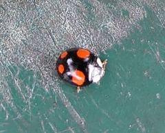Harmonia axyridis
