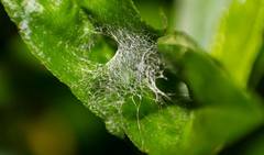 Bijoaraneus mitificus