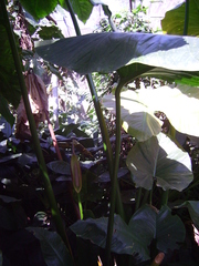 Cyrtosperma merkusii