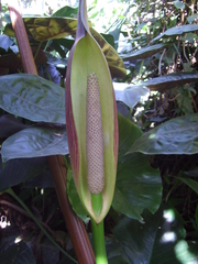 Cyrtosperma merkusii