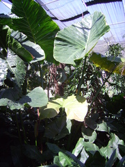 Cyrtosperma merkusii