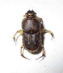 Euoniticellus intermedius