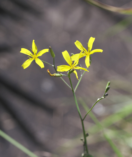 Ixeridium dentatum iNat (2)