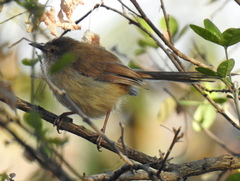 Prinia subflava affinis