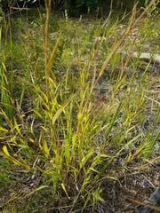 Cleistogenes kitagawae