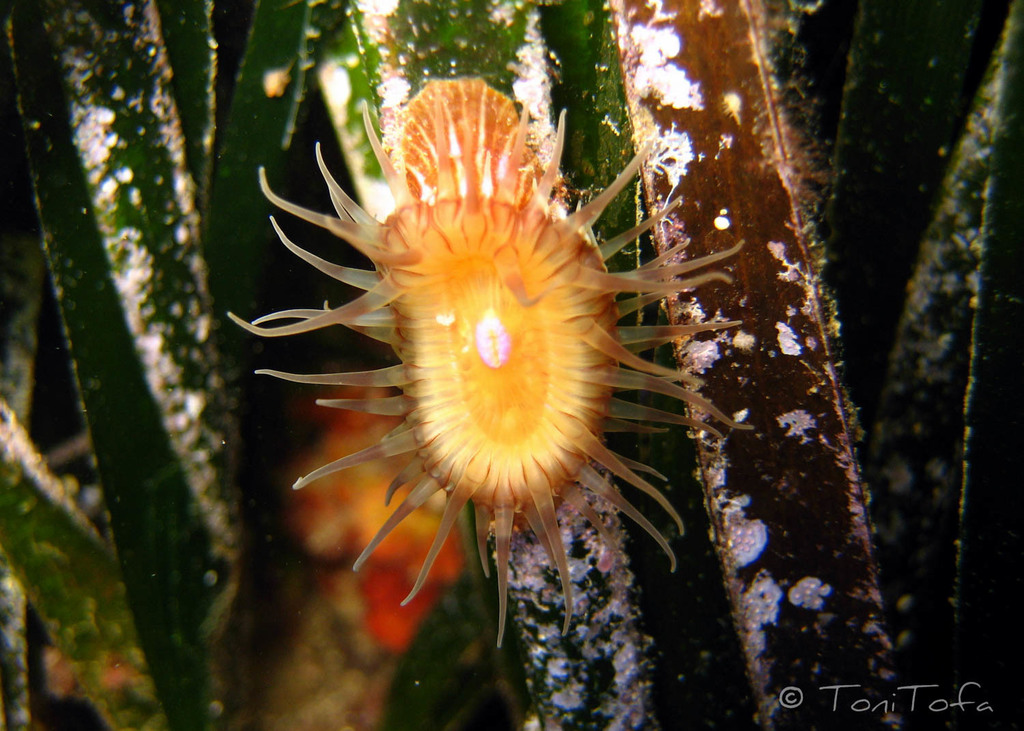 Paractinia