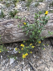 Grindelia scabra