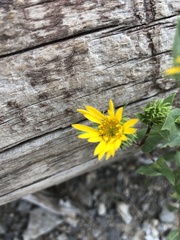 Grindelia scabra