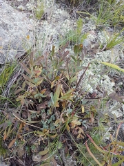 Oxytropis grandiflora